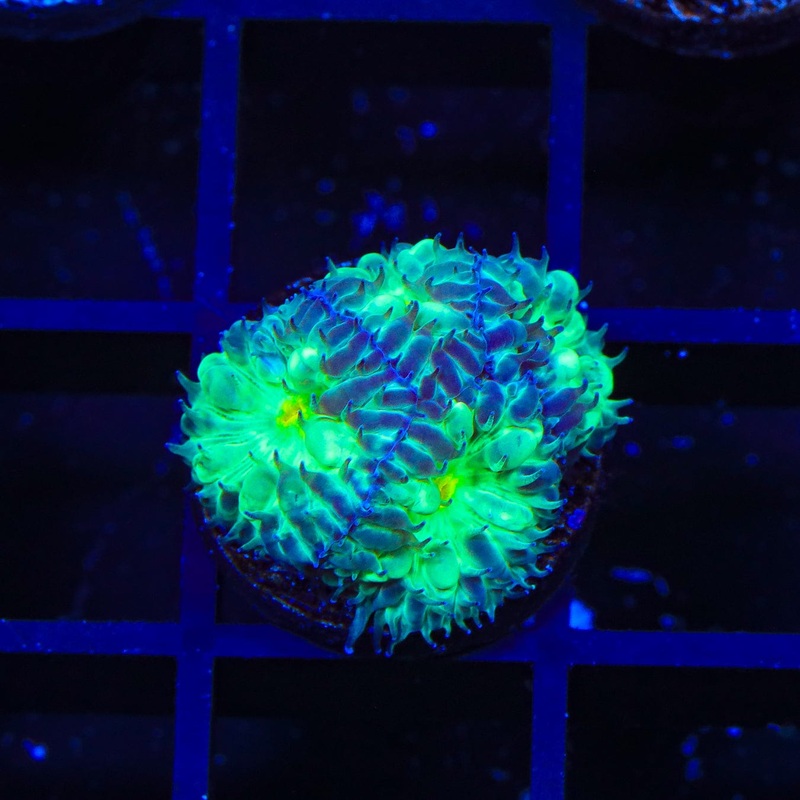 TSA Shamrock Blastomussa Coral