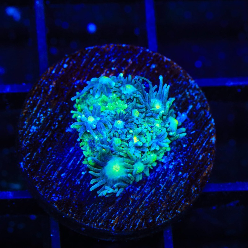TSA Star Dust Goniopora Coral