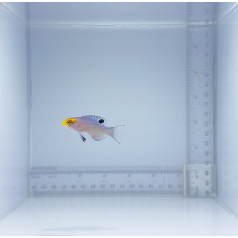 Black Bar Hogfish