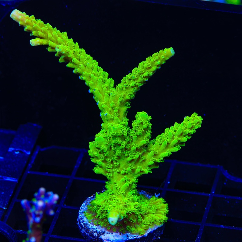 Green Slimer Acropora Colony Coral