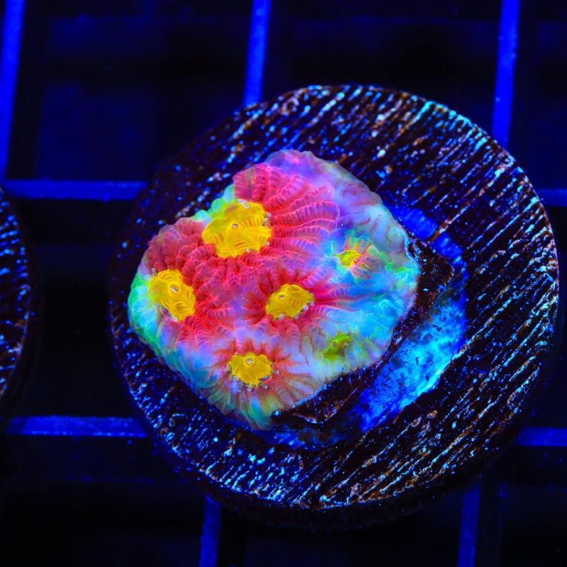 JF Toro Bravo Favia Coral