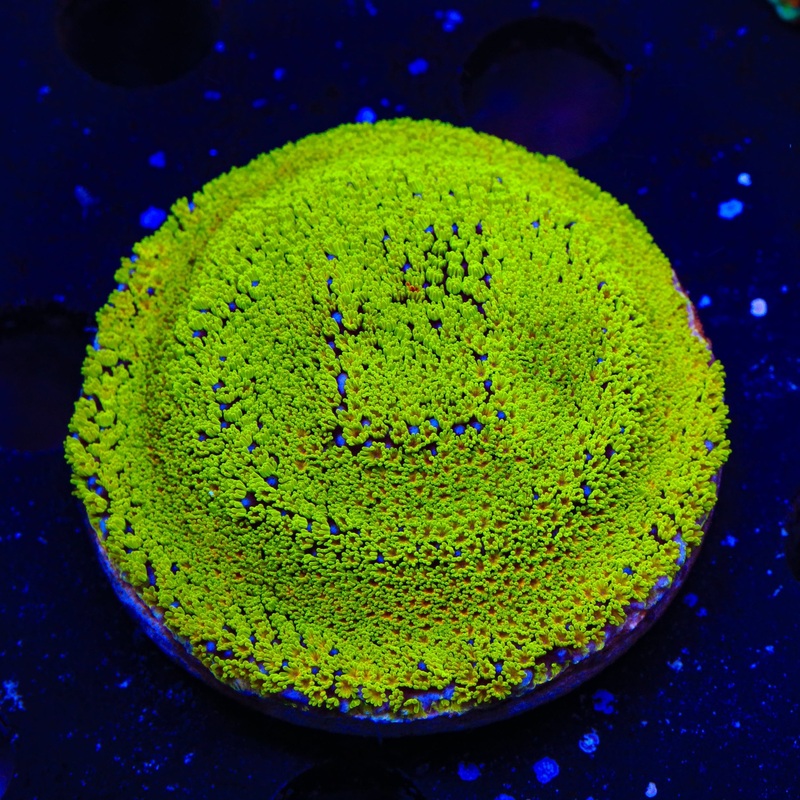 Rainbow Montipora XL Frag Coral
