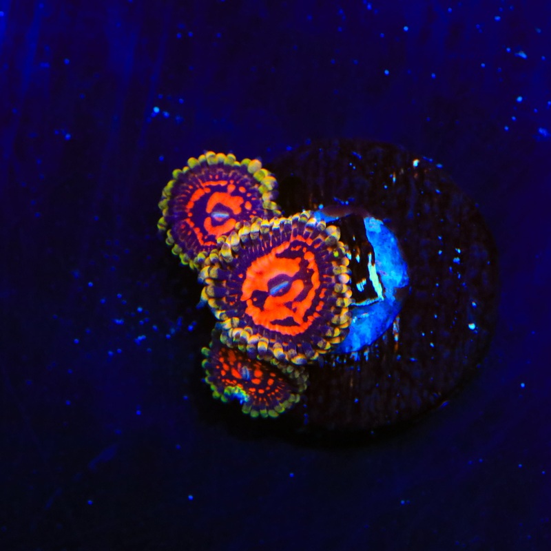 Space Chaos Zoanthids Coral
