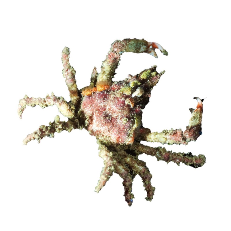 Sponge Decorator Crab