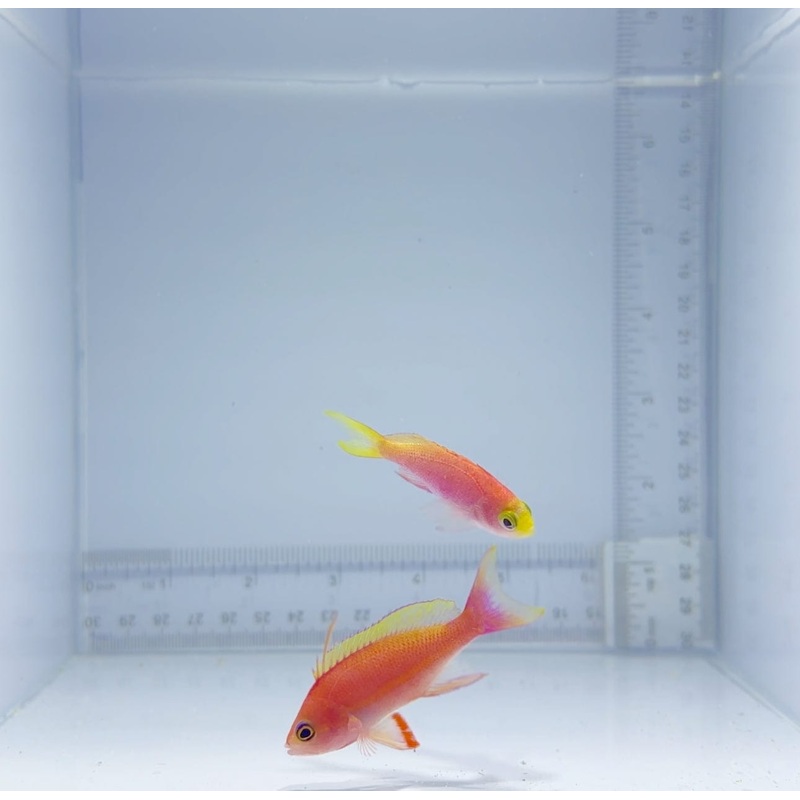 Tierra Anthias Fish Pair