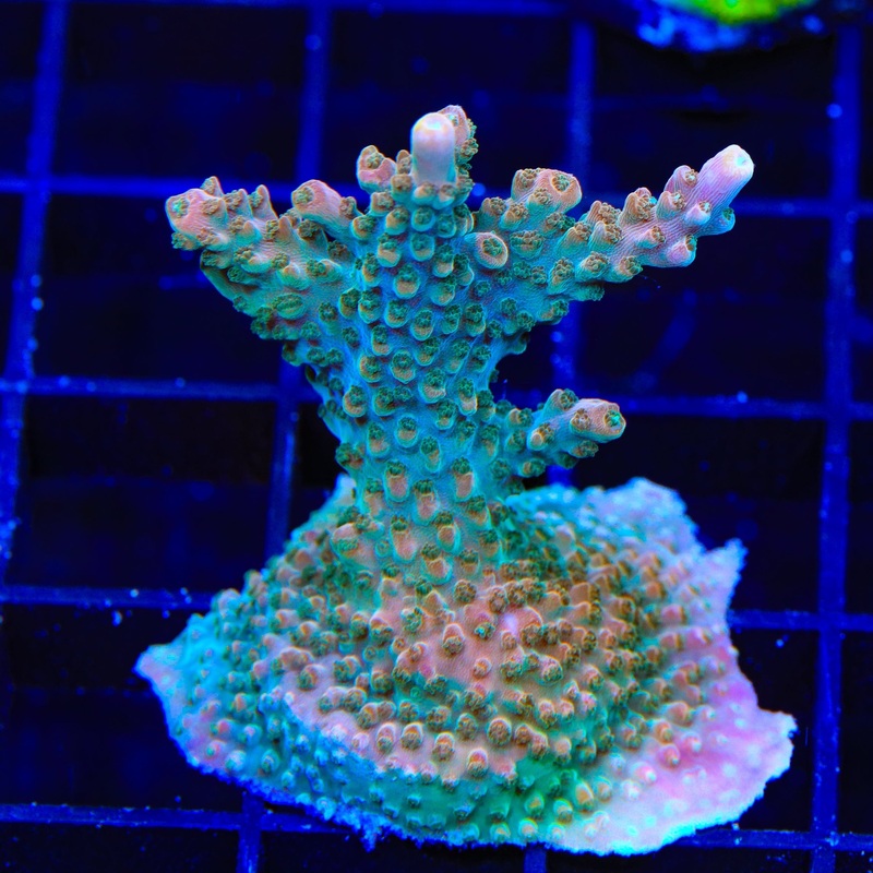 TSA Explosive Ember Acropora XL Frag Coral