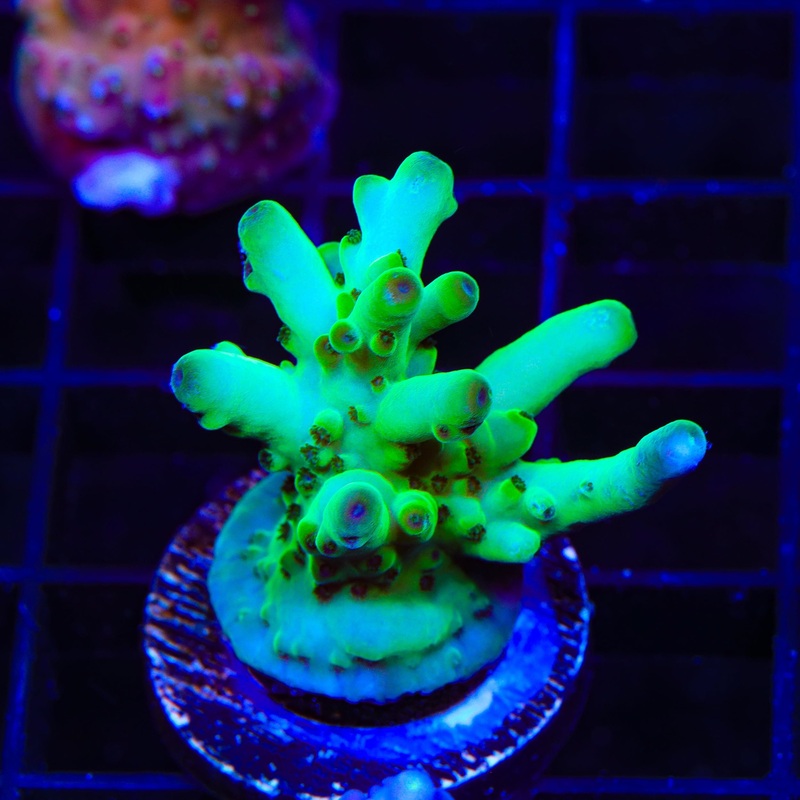 TSA Holy Diver Acropora XL Frag Coral