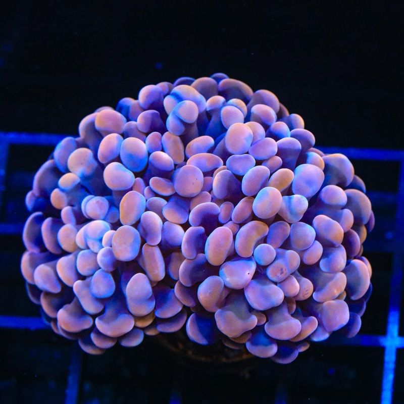 TSA Plum Hammer Coral