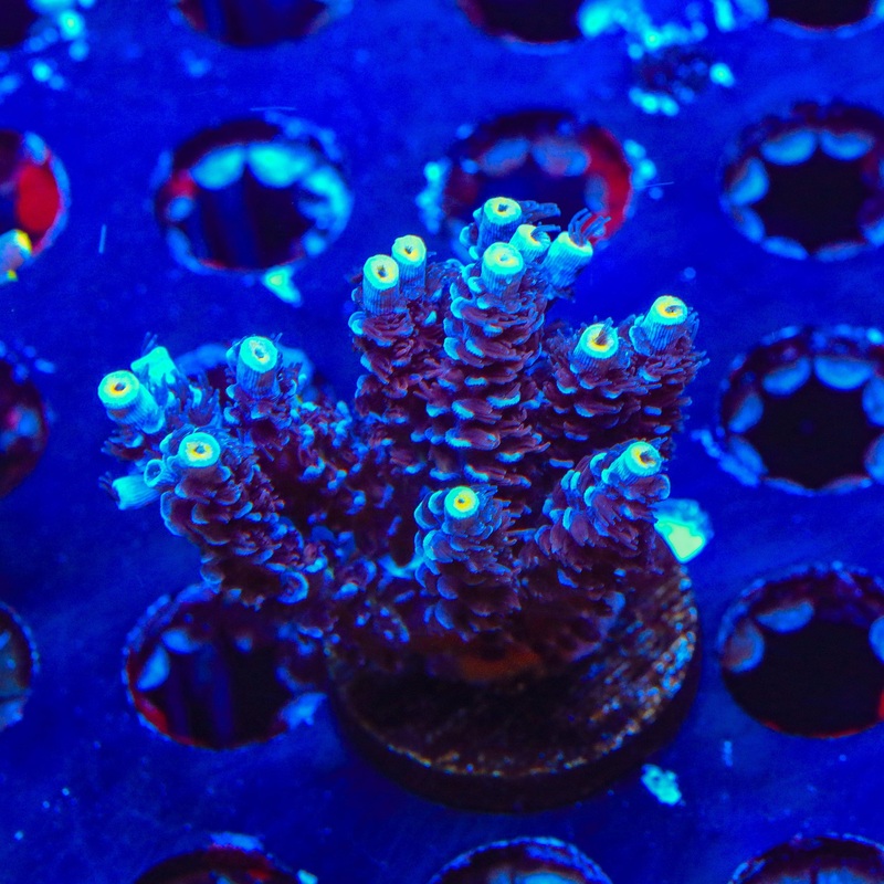 TSA Sin City Tenuis Acropora XL Frag Coral