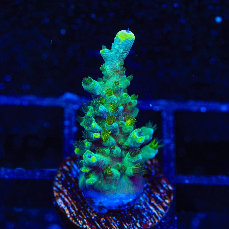 TSA Sprocket Acropora Coral