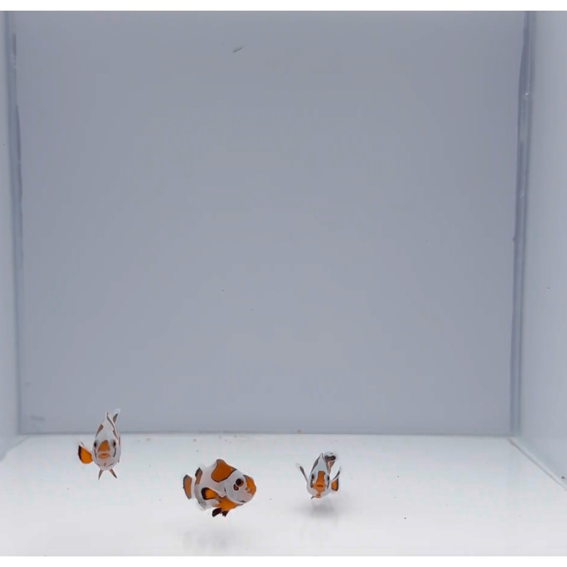 Mocha Storm Clownfish