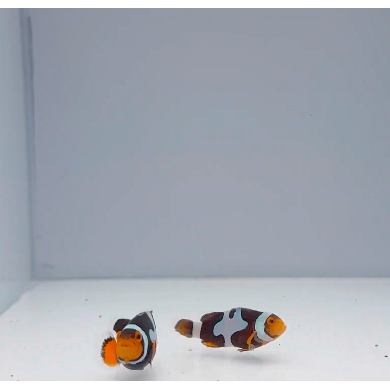 Sapphire Onyx Picasso Clownfish