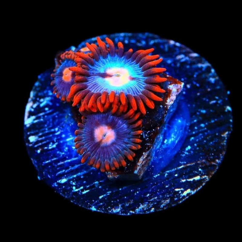 TSA Crazy Clown Zoanthids Coral