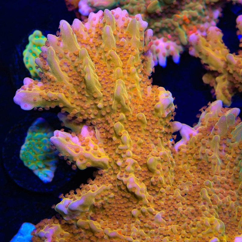 TSA Orange Peel Setosa Montipora Coral - TSA Aquacultured