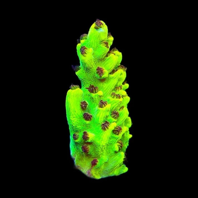 TSA Scary Canary Acropora Coral