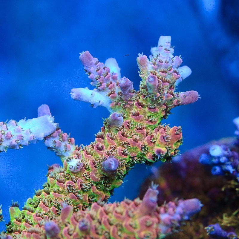 TSA Sour Tsunami Acropora Coral