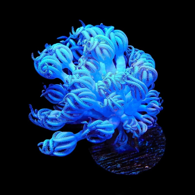 Giant Bali Xenia Coral