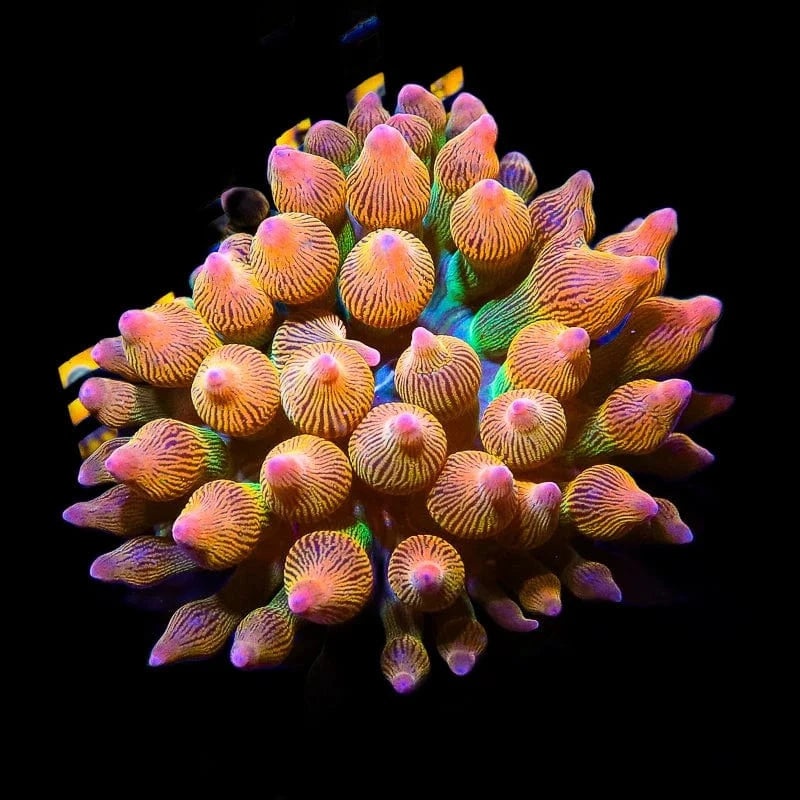 Rainbow Bubbletip Anemone