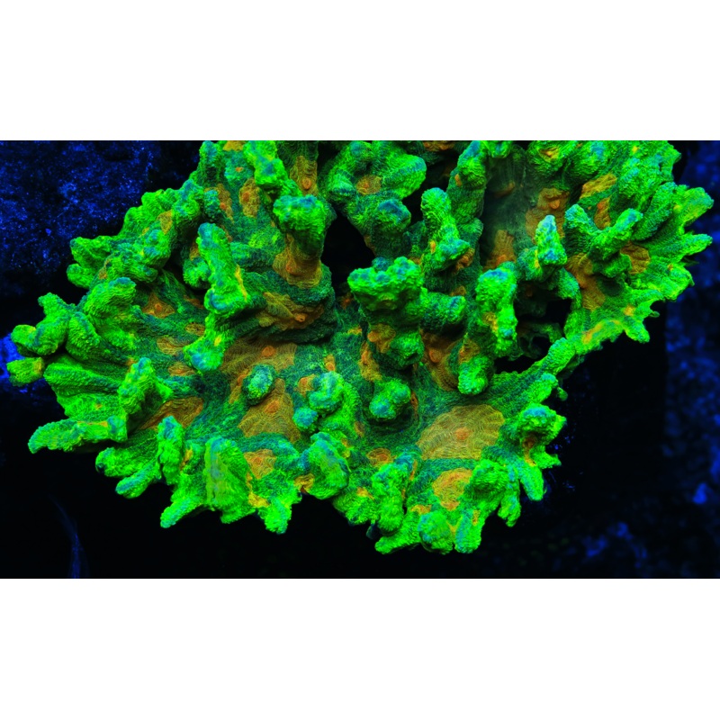 Space Invader Pectinia Coral