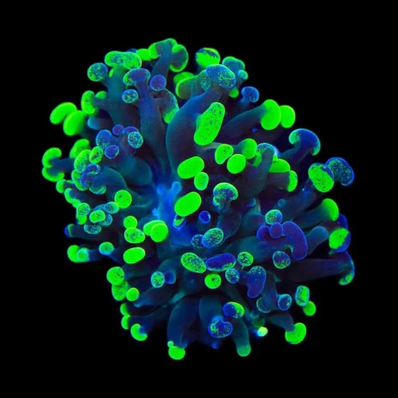 Splatter Frogspawn Coral