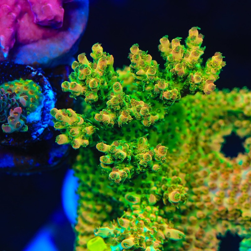 TSA Scotch Bonnet Acropora Coral