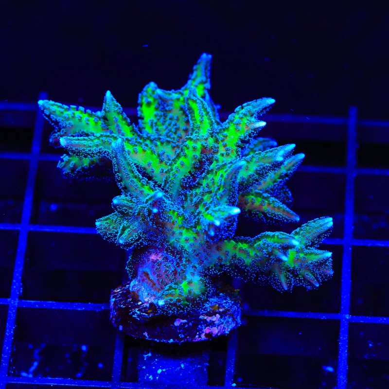 ORA Bird of Paradise Birdsnest Colony Coral