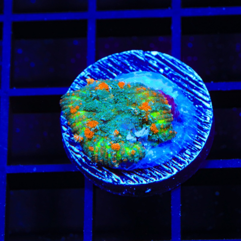 Pumpkin Patch Bounce Mushroom Coral