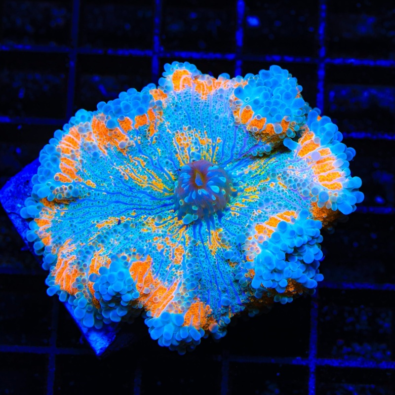 Rainbow Smear Yuma XL Frag Coral
