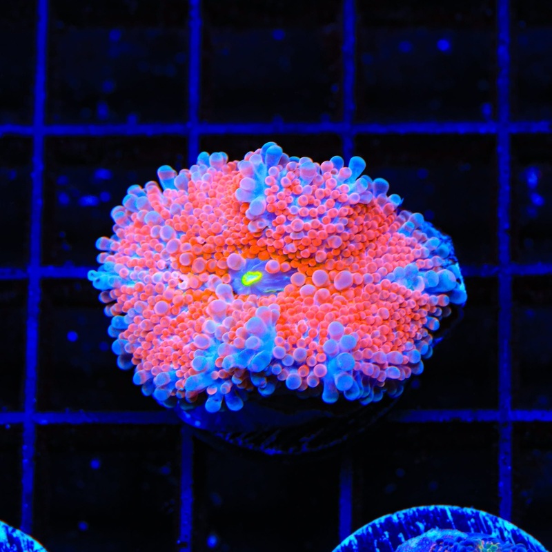 Star Blaster Yuma Coral