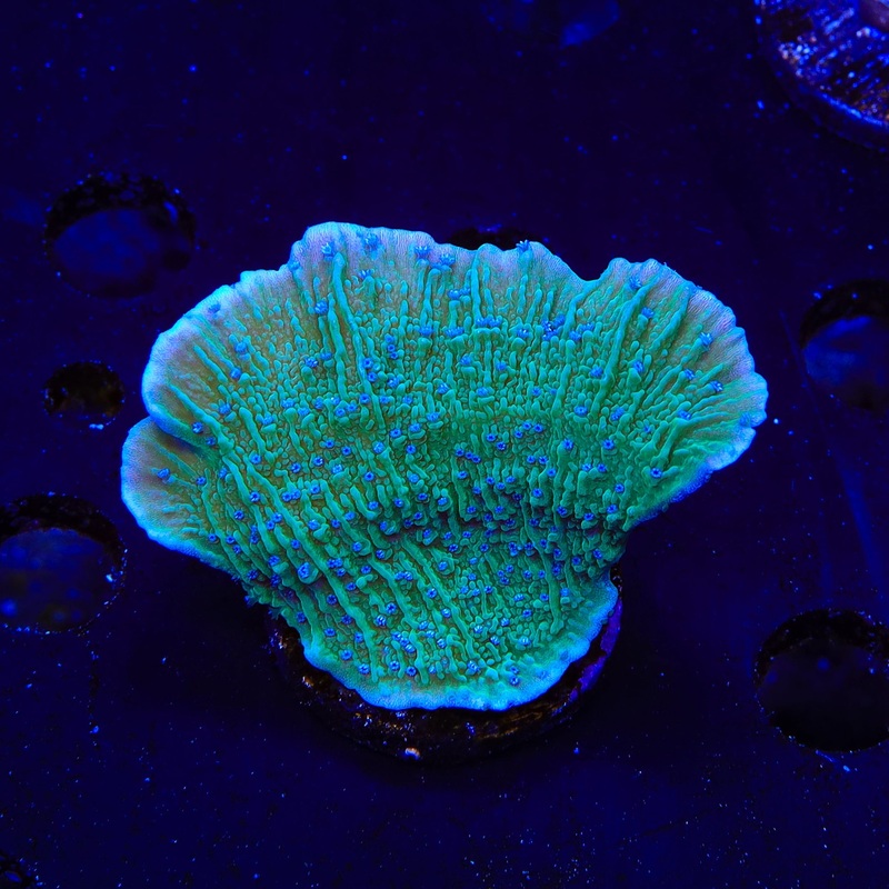 TSA Blueberry Fields Montipora XL Frag Coral