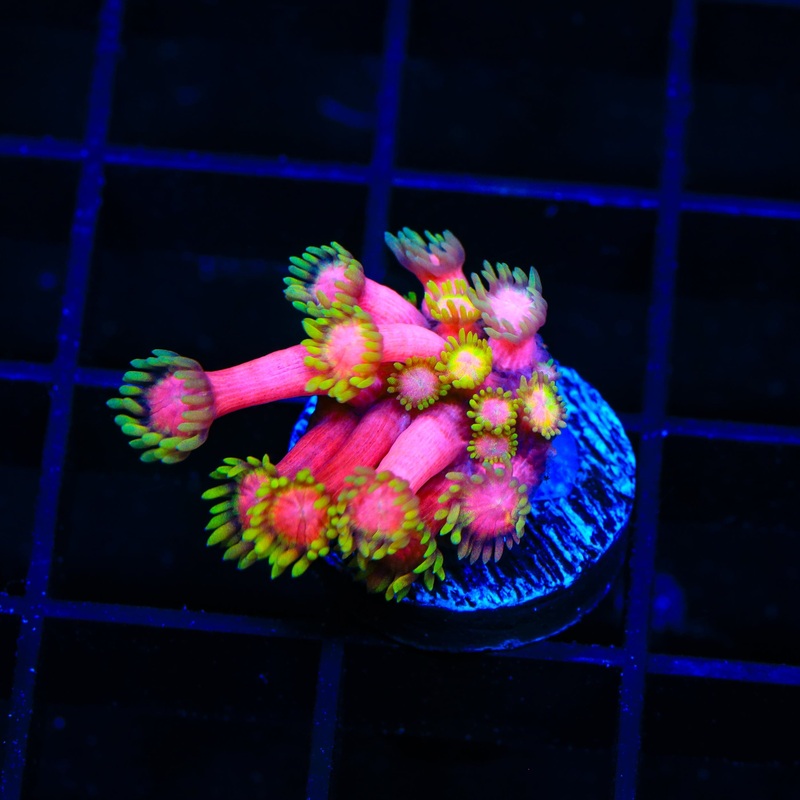 TSA Banging Cherry Goniopora Coral