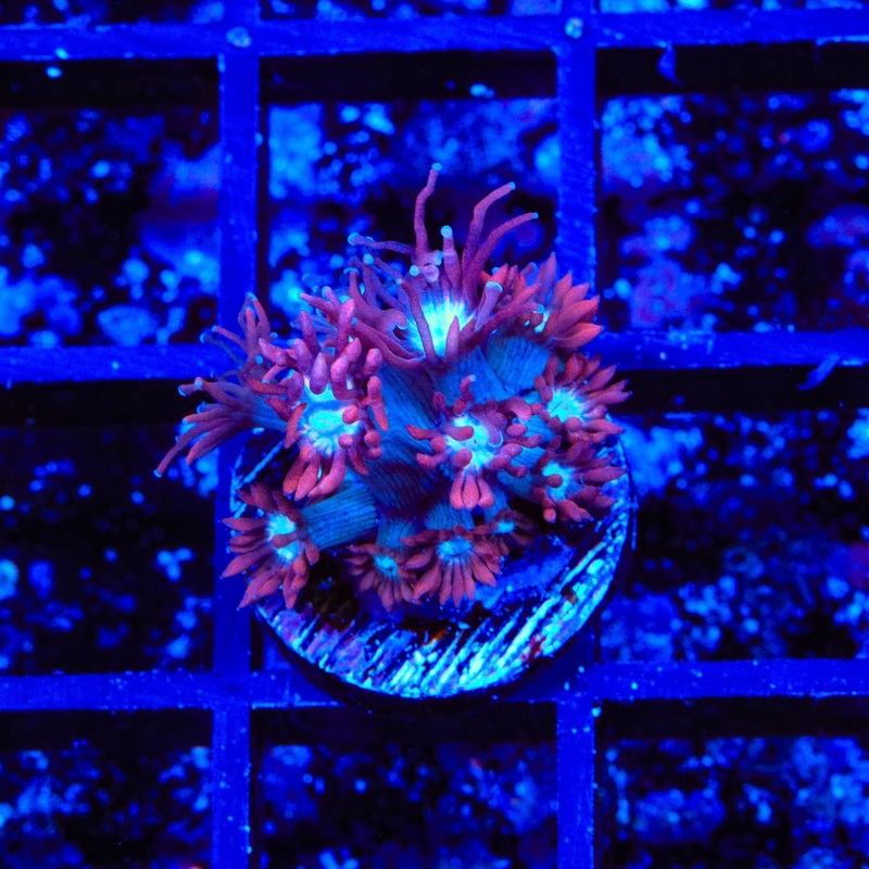 TSA Hot Flash Goniopora Coral