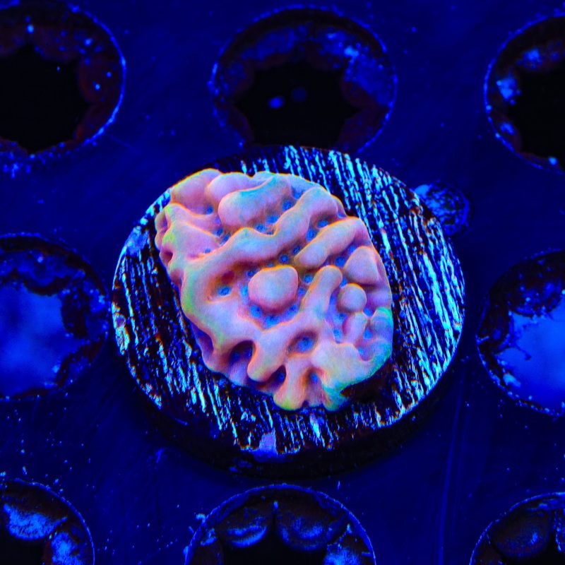 TSA Mr Freeze Montipora Coral