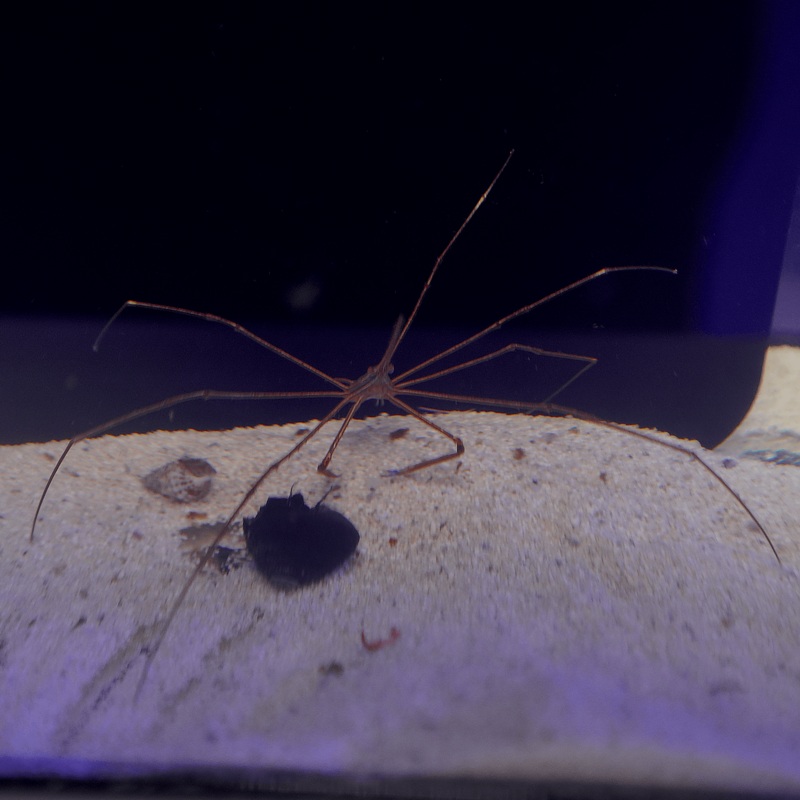 Arrow Crab