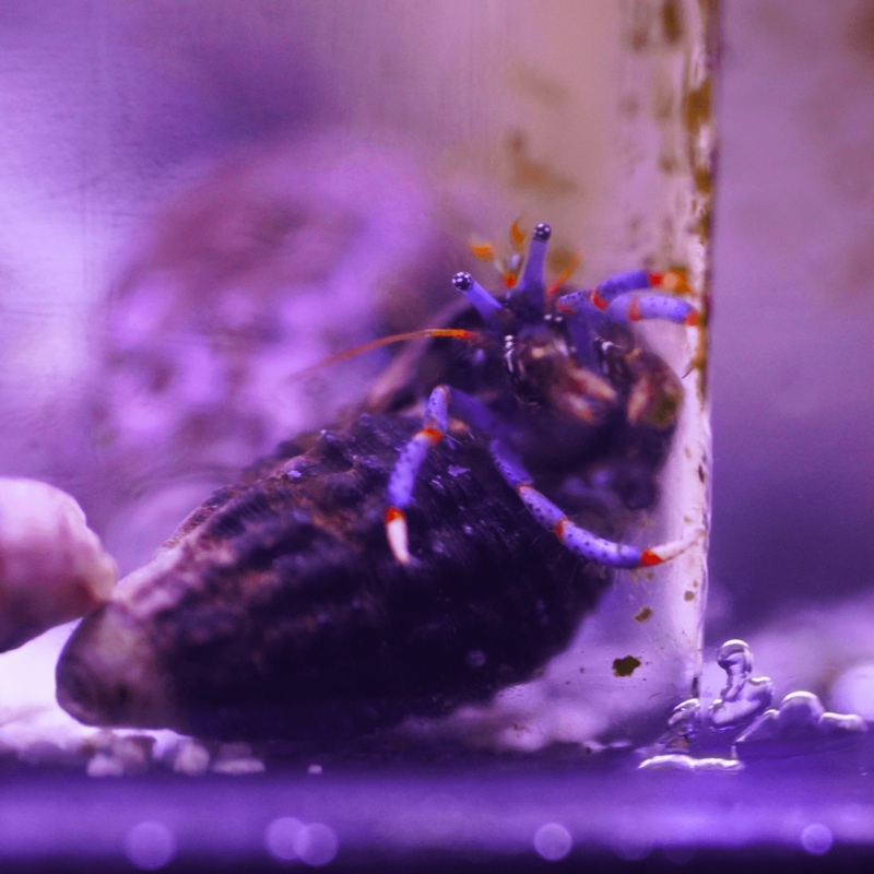 Blue Leg Hermit