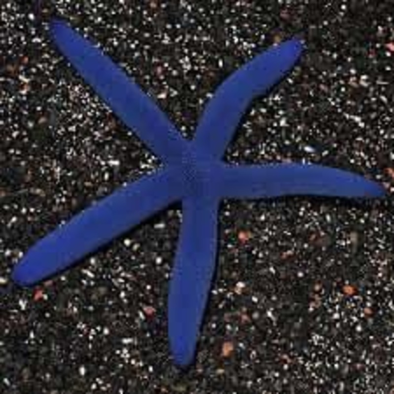 Blue Linkia Starfish
