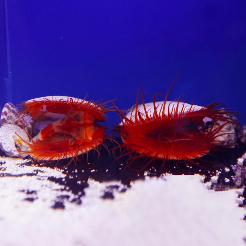 Electric Eye Scallop