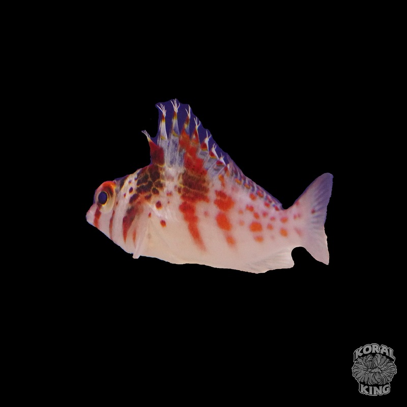Falco Hawkfish