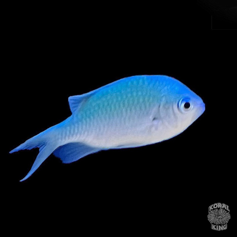 Green Chromis