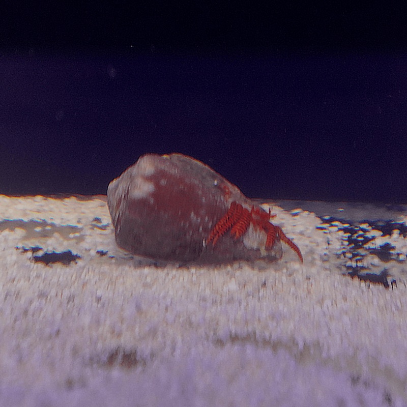 Halloween Crab