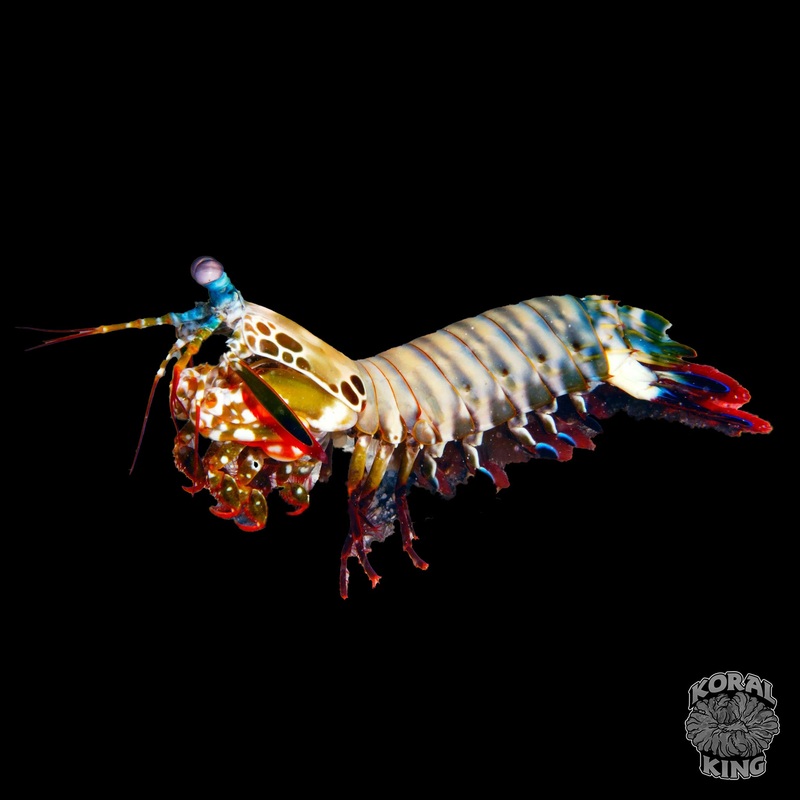 Mantis Peacock Shrimp