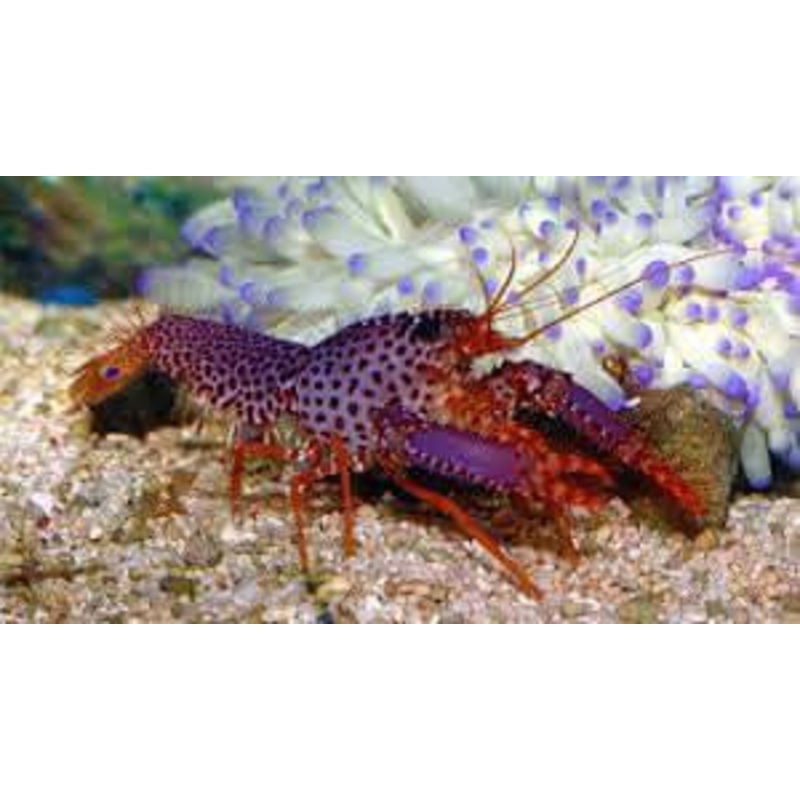 Purple Lobster