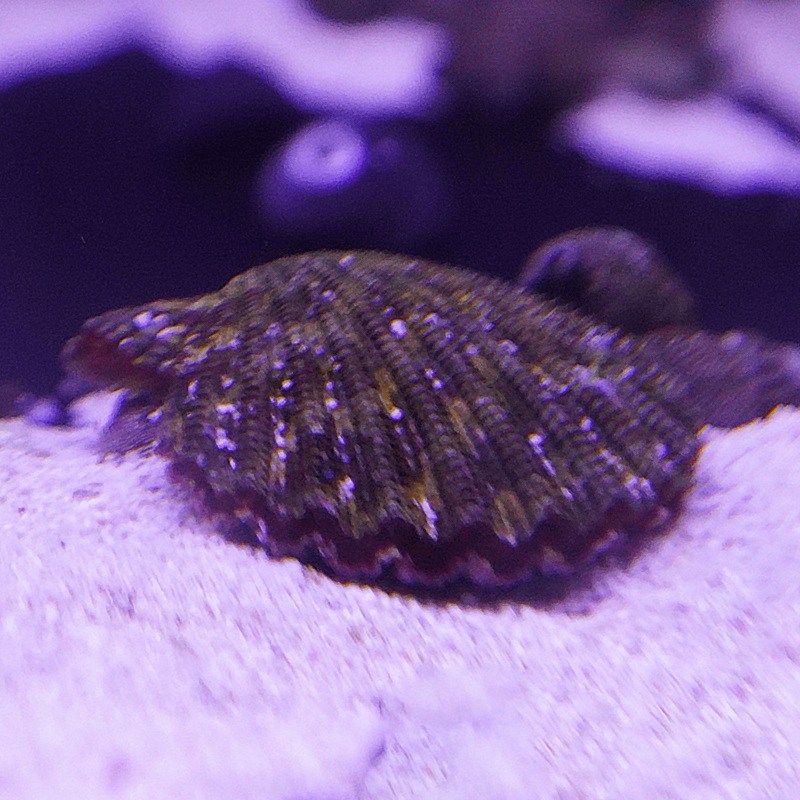 Purple Tiger Scallop