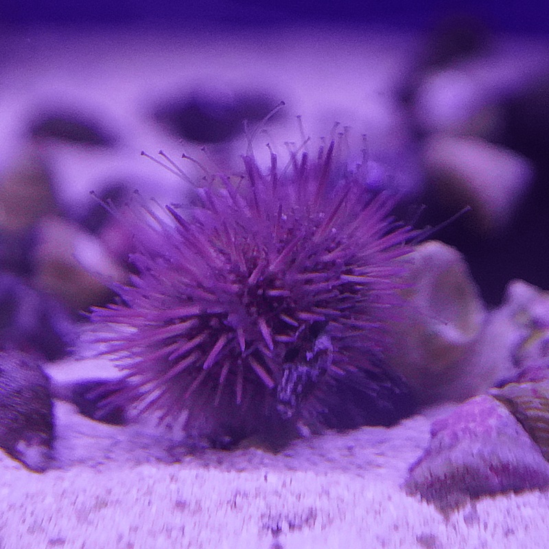 Rose Pink Urchin