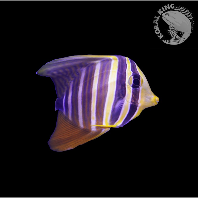 Sailfin Tang