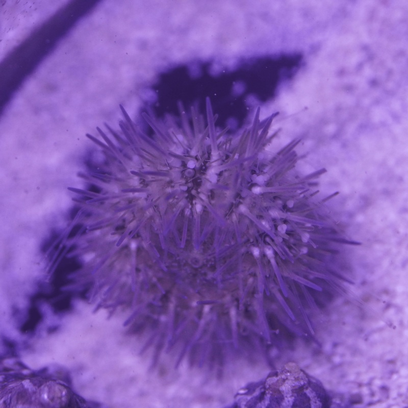 Short Spine Urchin