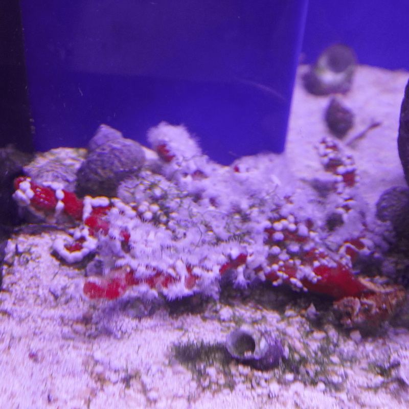 Spider Sponge