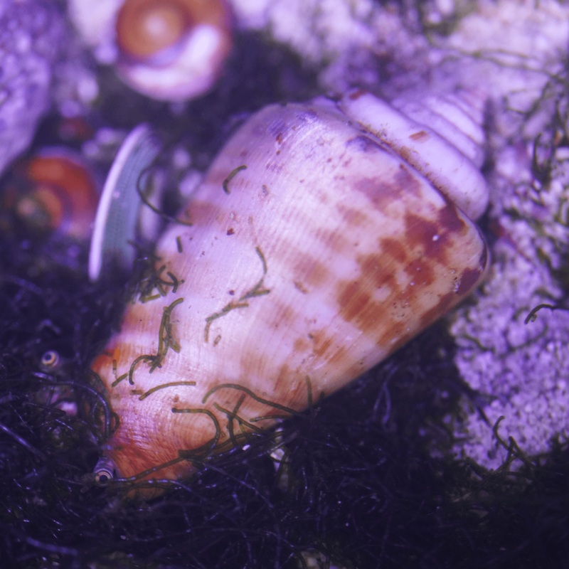 Tiger Sand Conch