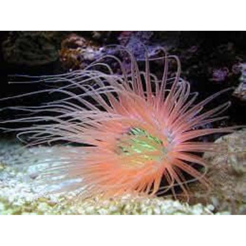 Tube Anemone