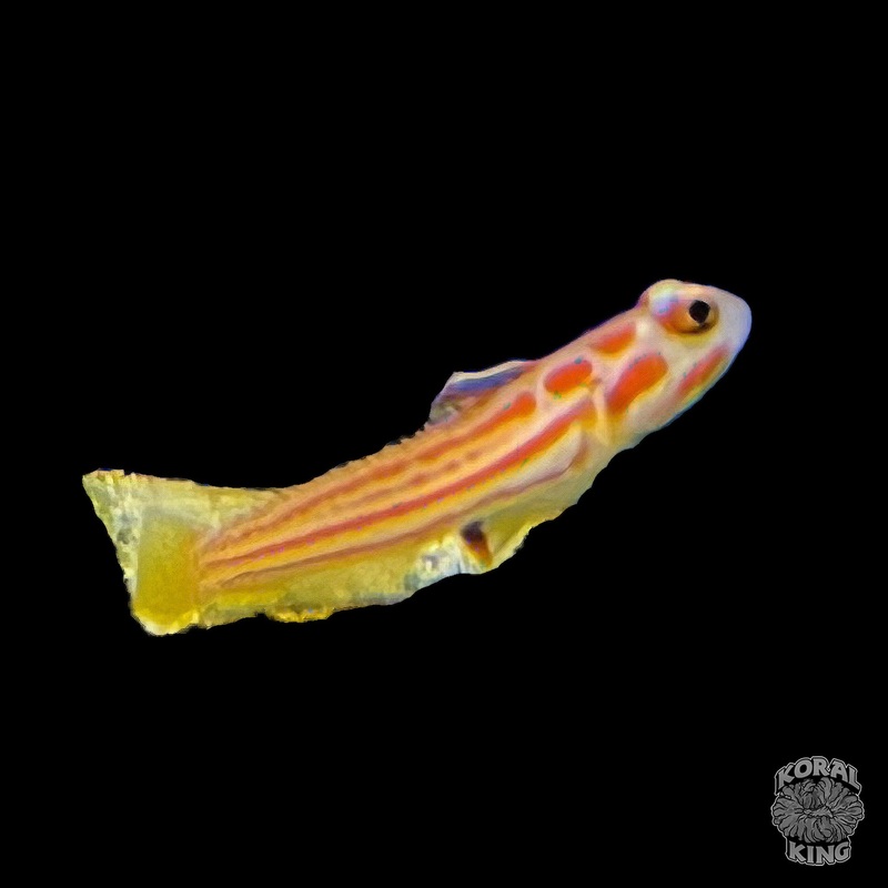 Yashia Goby